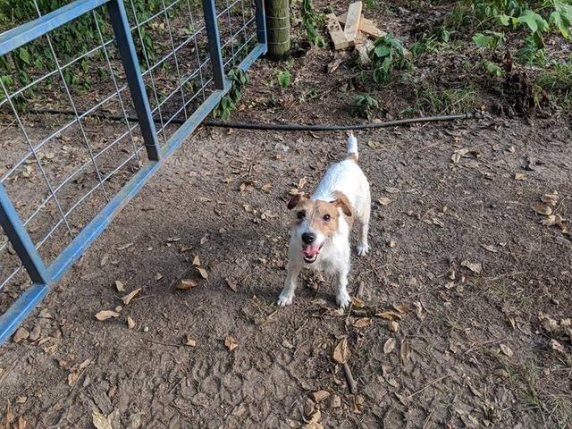 Lost Dog Jack Parson Russell Terrier Liam In Portola Plumas